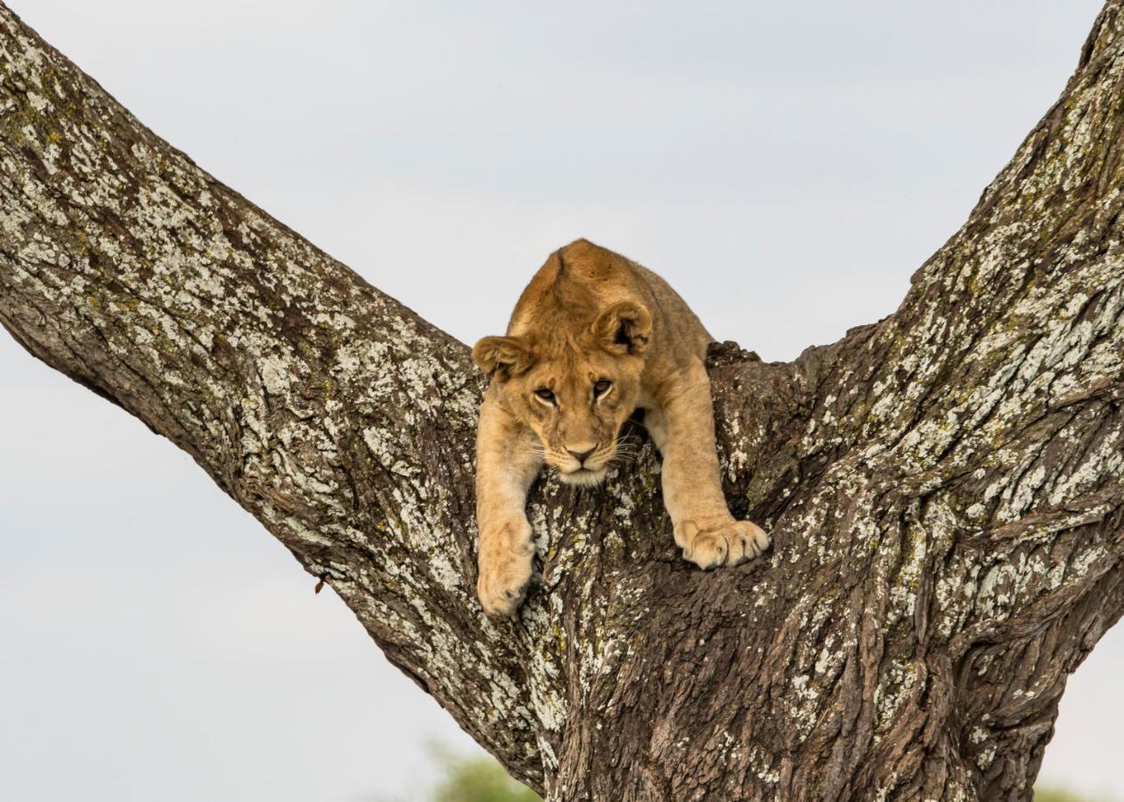 Ngorongoro Lodge Member Of Melia Collection - The Leading Hotels Of The World Exteriér fotografie