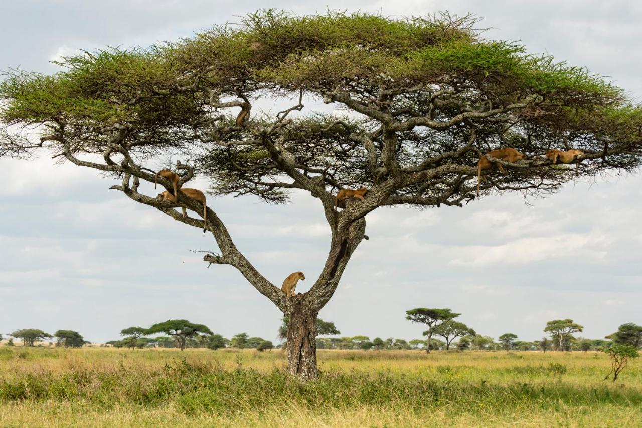 Ngorongoro Lodge Member Of Melia Collection - The Leading Hotels Of The World Exteriér fotografie