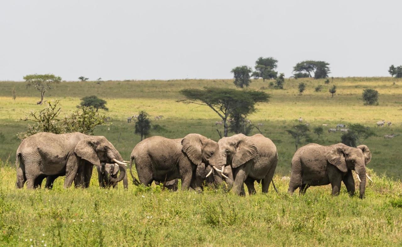 Ngorongoro Lodge Member Of Melia Collection - The Leading Hotels Of The World Exteriér fotografie