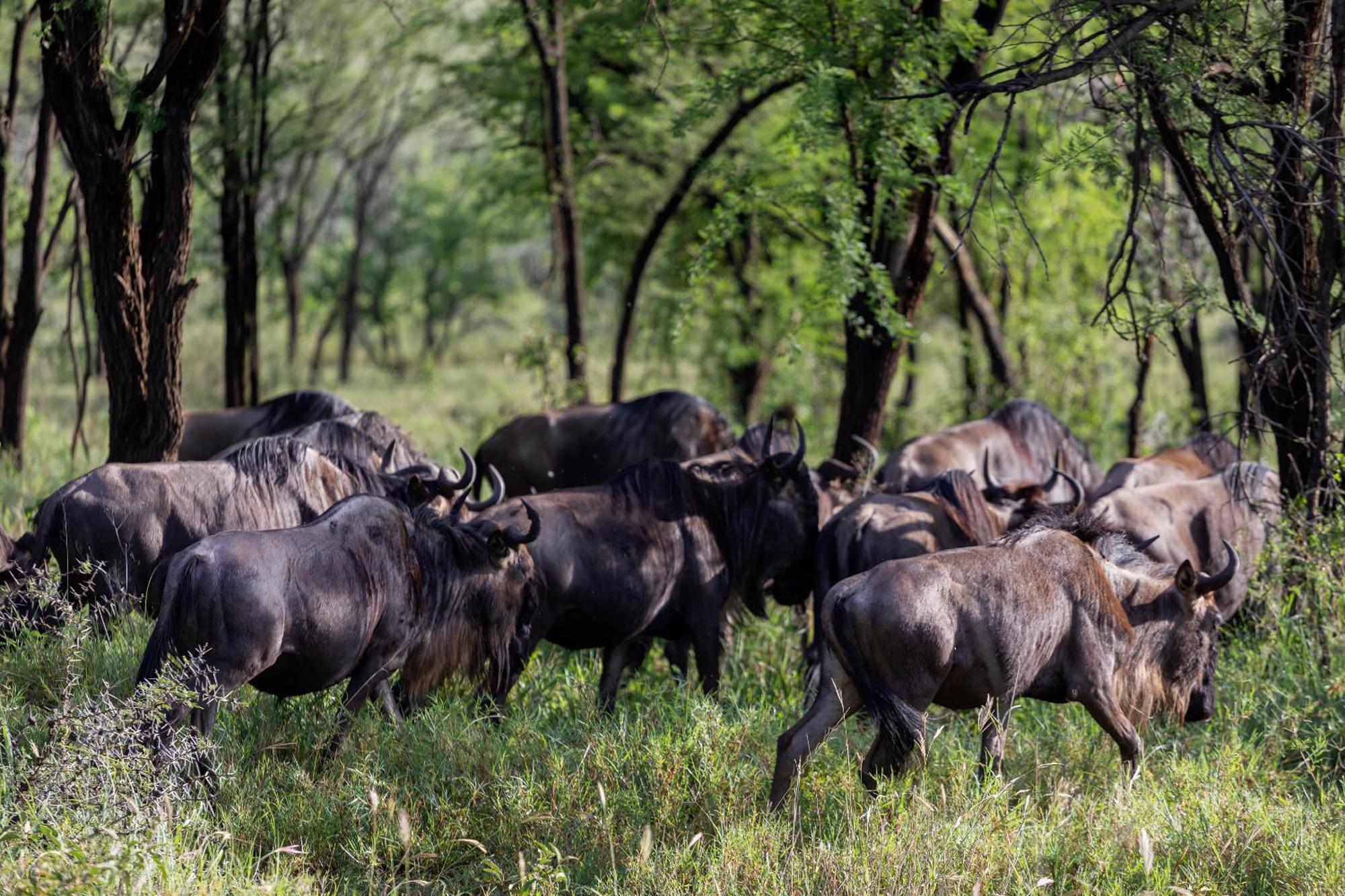 Ngorongoro Lodge Member Of Melia Collection - The Leading Hotels Of The World Exteriér fotografie