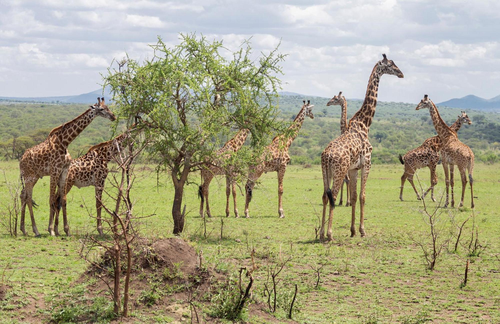 Ngorongoro Lodge Member Of Melia Collection - The Leading Hotels Of The World Exteriér fotografie