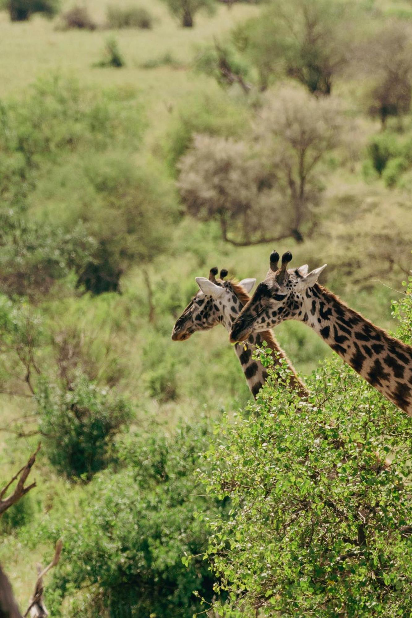 Ngorongoro Lodge Member Of Melia Collection - The Leading Hotels Of The World Exteriér fotografie